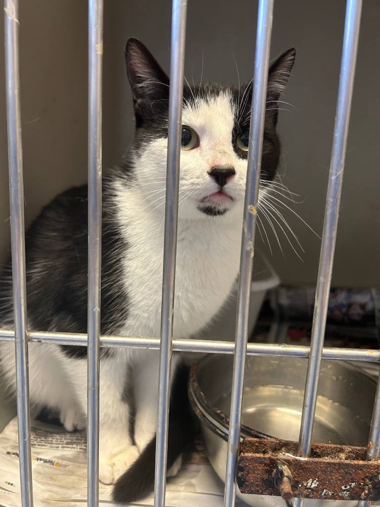 Minnie Mouse, an adoptable Domestic Short Hair in Greenwood, MS, 38930 | Photo Image 2