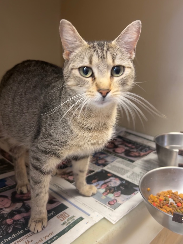 Jazzy, an adoptable Domestic Short Hair in Greenwood, MS, 38930 | Photo Image 1