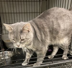 Artie, Adult Male unknown