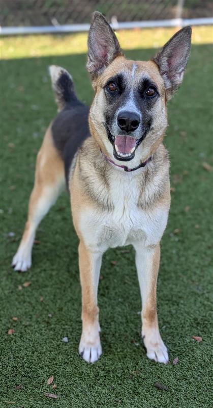 Nala, an adoptable Cattle Dog, German Shepherd Dog in Hutchinson, KS, 67504 | Photo Image 1