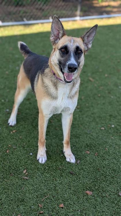 Nala, an adoptable Cattle Dog, German Shepherd Dog in Hutchinson, KS, 67504 | Photo Image 2