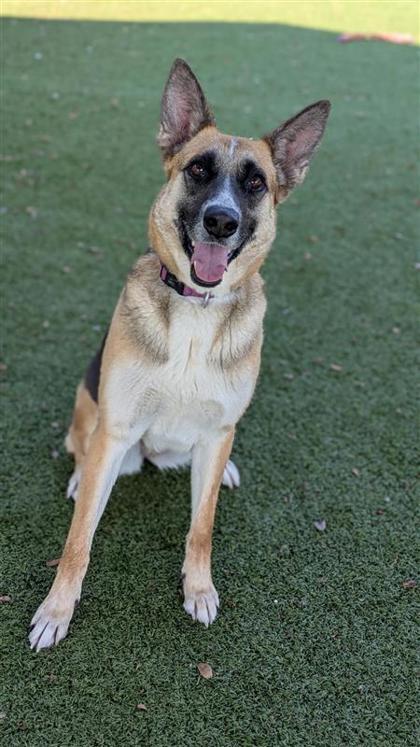 Nala, an adoptable Cattle Dog, German Shepherd Dog in Hutchinson, KS, 67504 | Photo Image 3