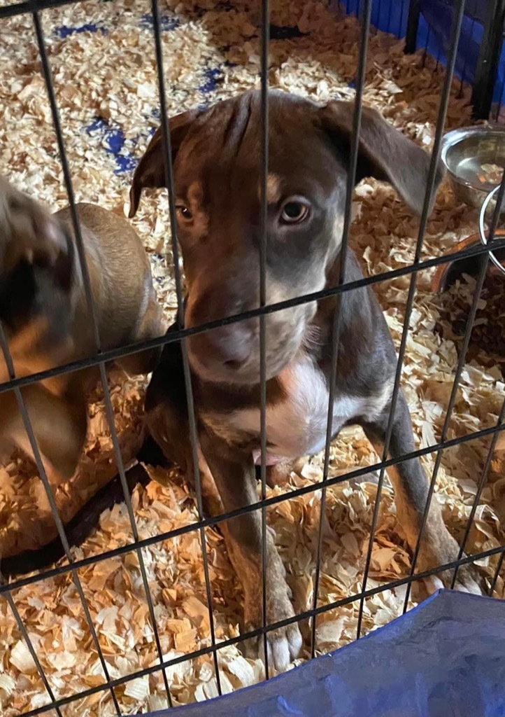 Meekah- aka Penny