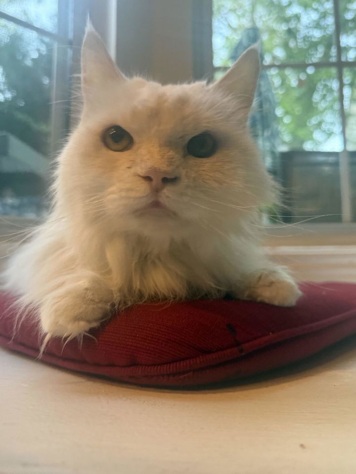 Cotton 1