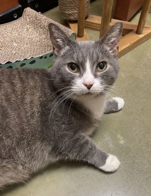 Oliver, Young Male Domestic Short Hair
