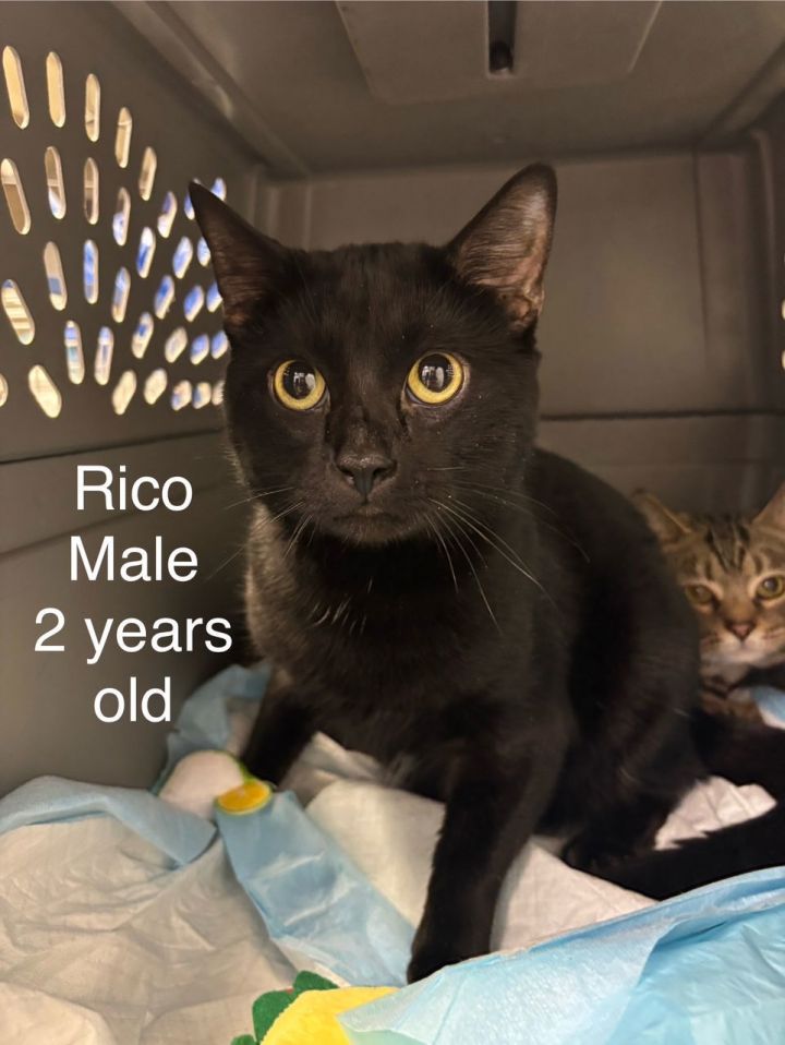 Rico & (Mookie) BONDED 1