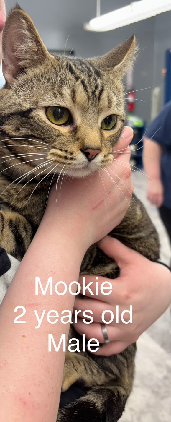 Mookie & (Rico) BONDED 1