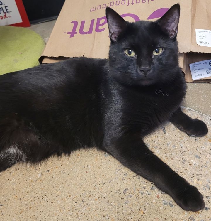 Mookie & (Rico) BONDED 3