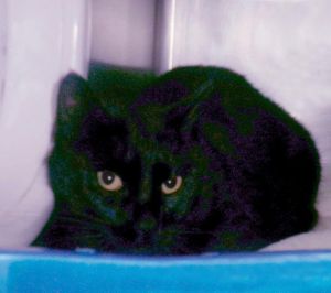 Cats for Adoption Near 54928, WI | Petfinder