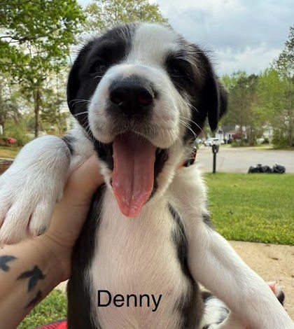 Denny
