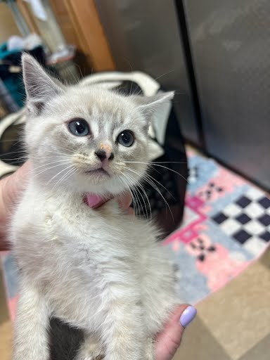 Imogene
