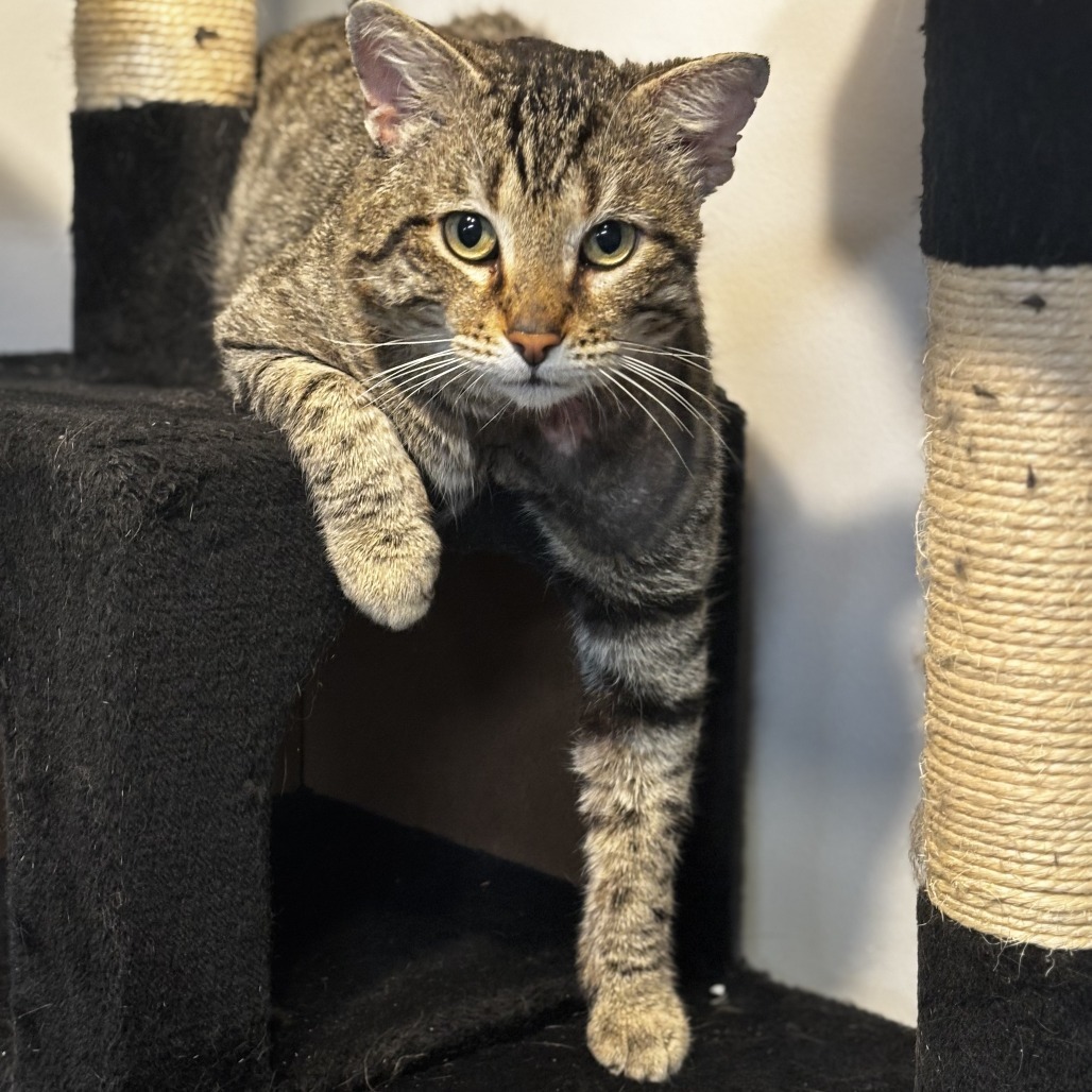 Joey Banannas, an adoptable Domestic Short Hair in Wichita, KS, 67208 | Photo Image 1