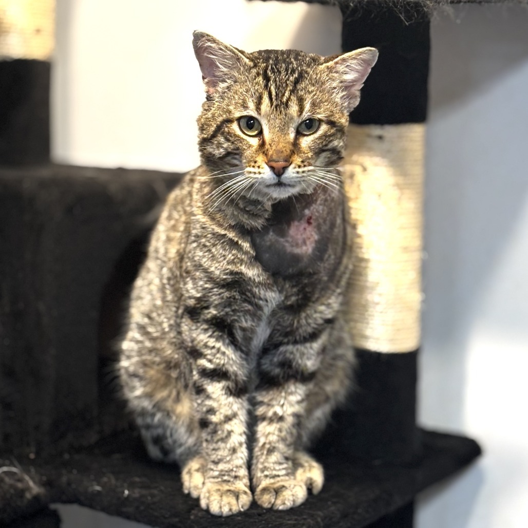 Joey Banannas, an adoptable Domestic Short Hair in Wichita, KS, 67208 | Photo Image 2
