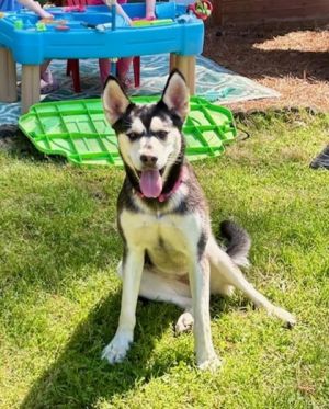 Meet Miss Lady - this sweet girl is looking for a home to call her own She has the sweetest