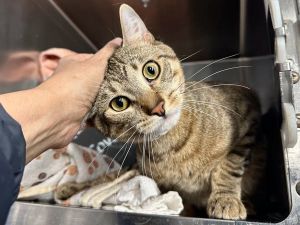 Tuna Domestic Short Hair Cat