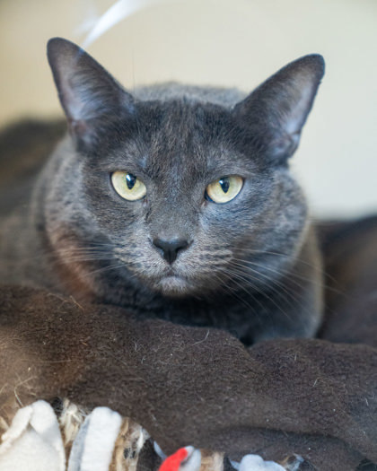 Zoya, an adoptable Domestic Short Hair in Pequot Lakes, MN, 56472 | Photo Image 1