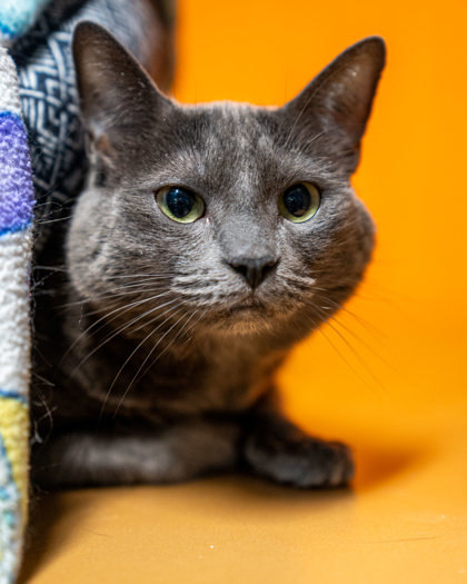 Zoya, an adoptable Domestic Short Hair in Pequot Lakes, MN, 56472 | Photo Image 2