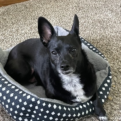 Frankie