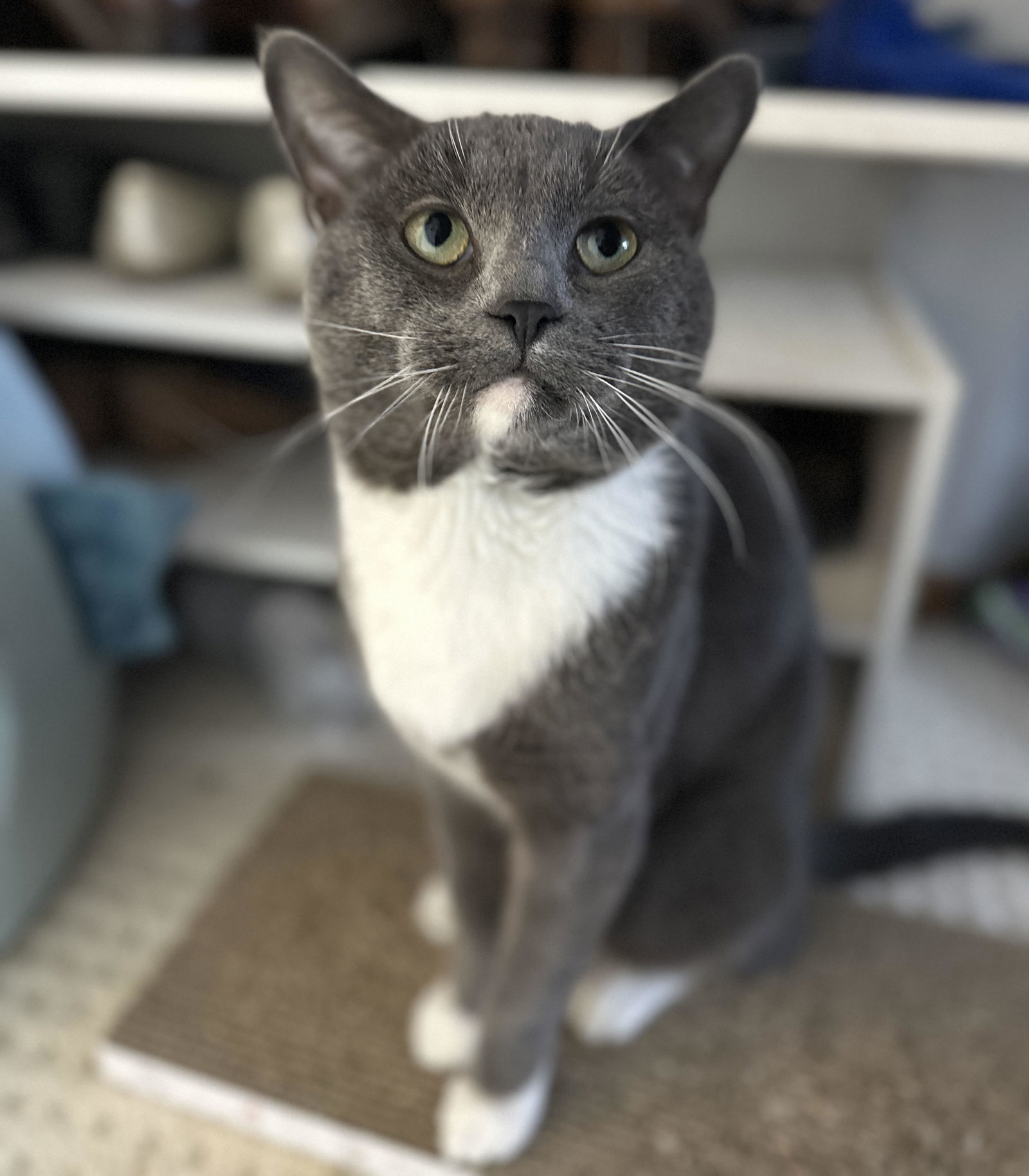 Watson