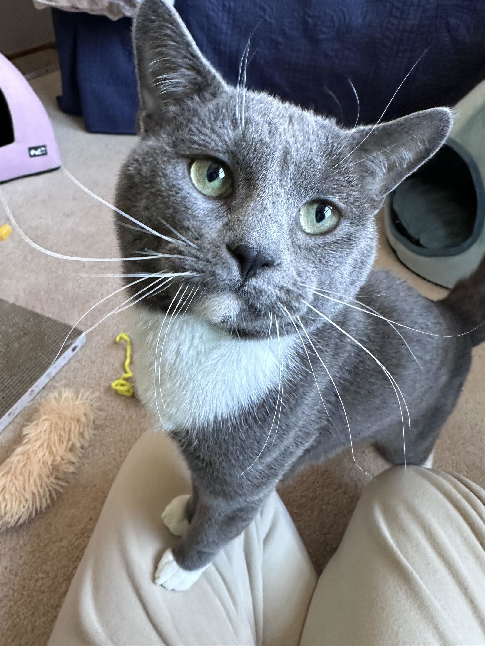 Watson
