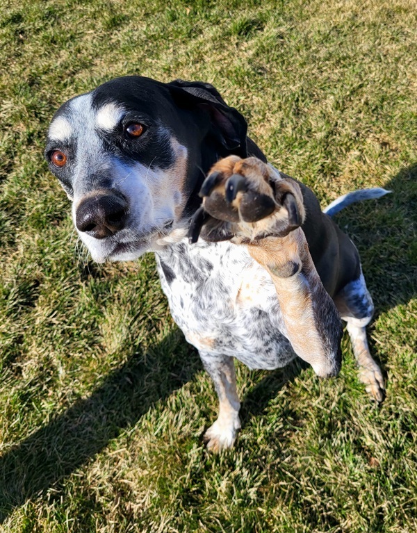 Boomer 26337, an adoptable Coonhound in Pocatello, ID, 83205 | Photo Image 1
