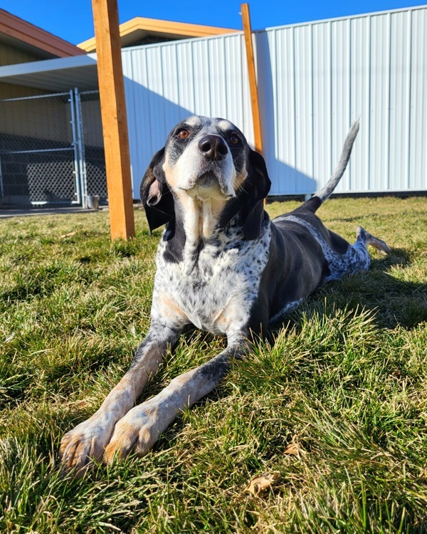 Boomer 26337, an adoptable Coonhound in Pocatello, ID, 83205 | Photo Image 2