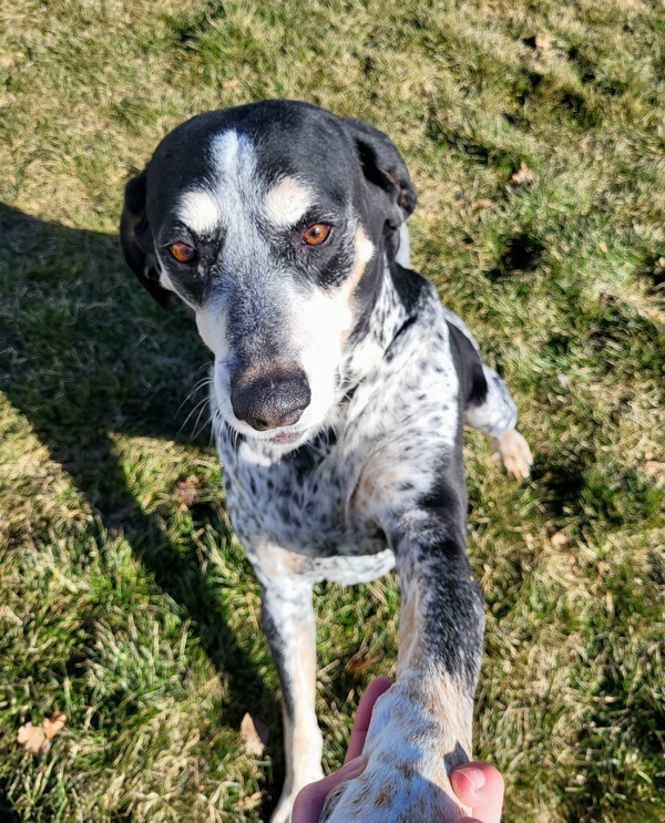 Boomer 26337, an adoptable Coonhound in Pocatello, ID, 83205 | Photo Image 3