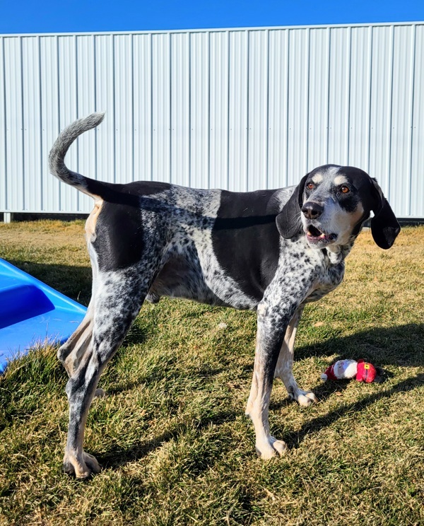 Boomer 26337, an adoptable Coonhound in Pocatello, ID, 83205 | Photo Image 4