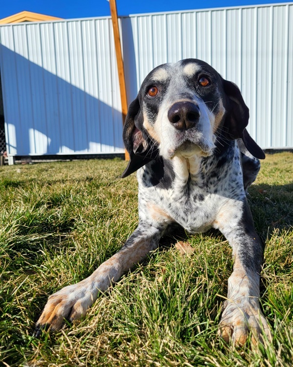 Boomer 26337, an adoptable Coonhound in Pocatello, ID, 83205 | Photo Image 5