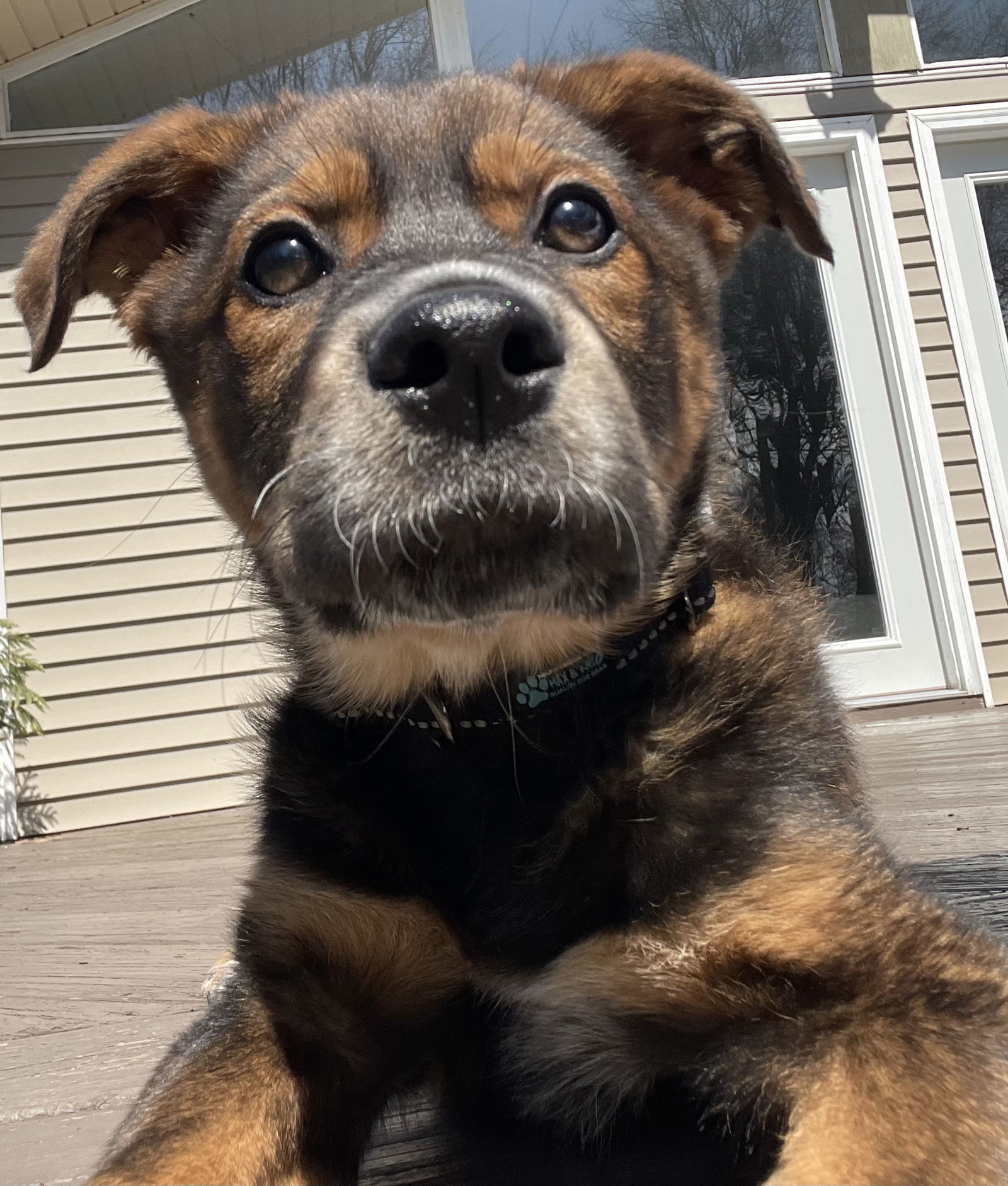 Bear