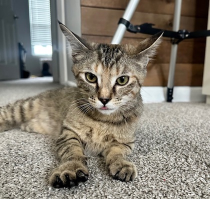 Nala