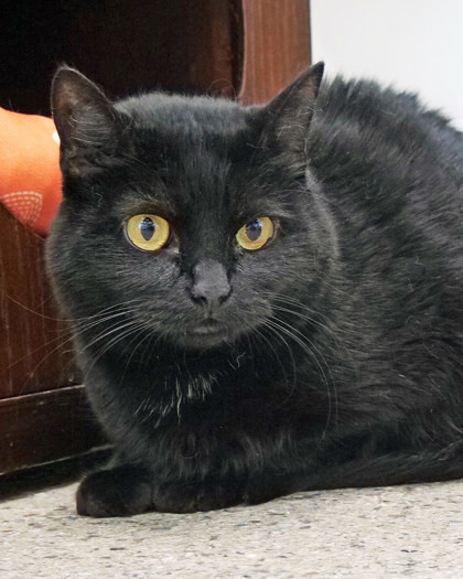 Sushi (Bonded to Pib)