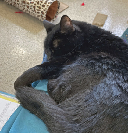 Sushi (Bonded to Pib)