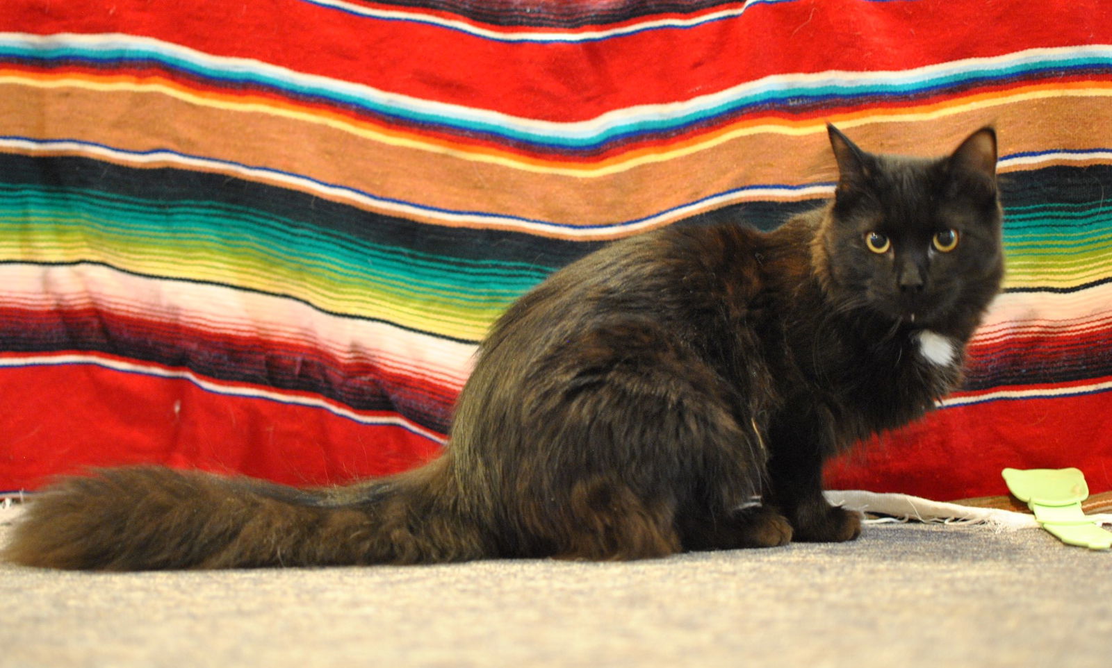 Kronk, an adoptable Domestic Long Hair in Traverse City, MI, 49686 | Photo Image 1