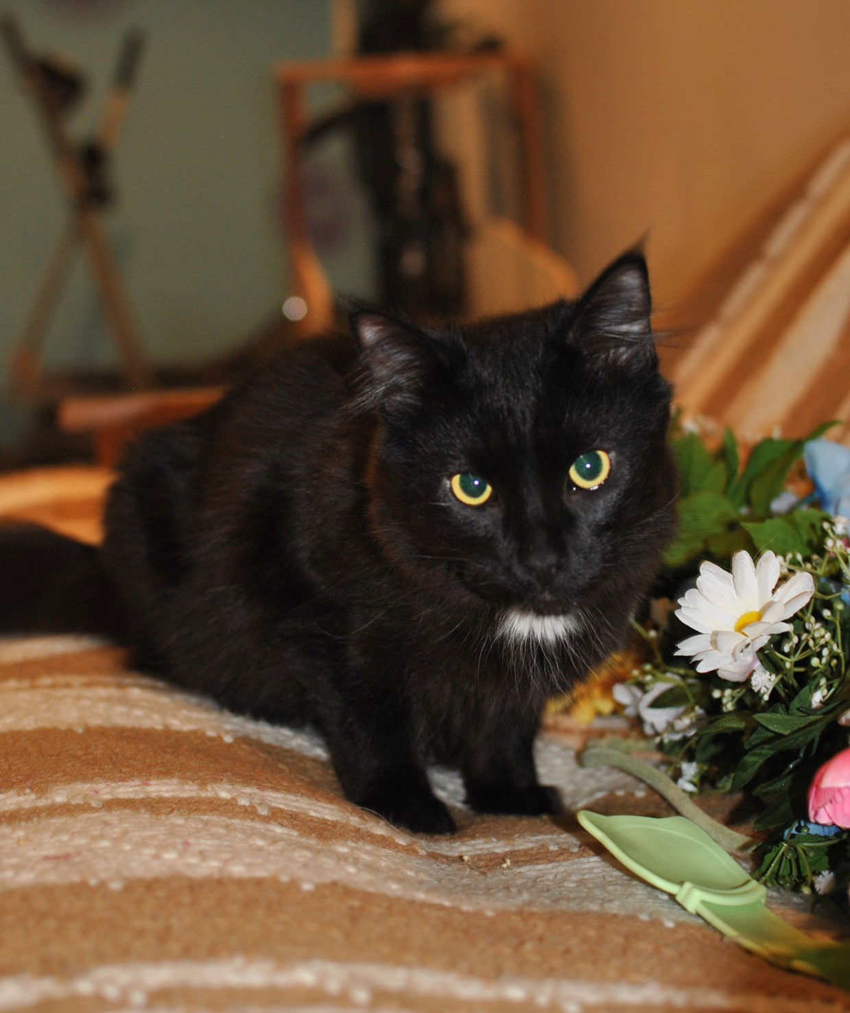 Kronk, an adoptable Domestic Long Hair in Traverse City, MI, 49686 | Photo Image 2