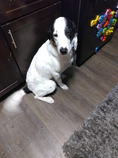 PO