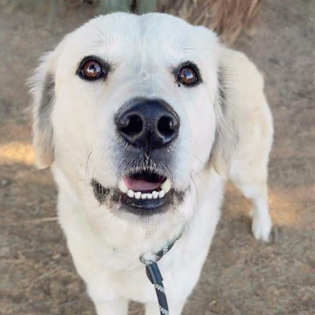 ANGEL, an adoptable Great Pyrenees, Akbash in Tucson, AZ, 85745 | Photo Image 1