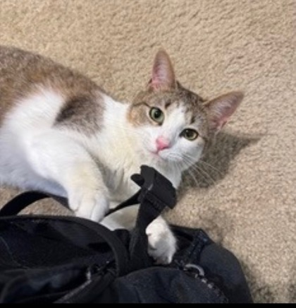 Bella