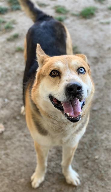 Dog