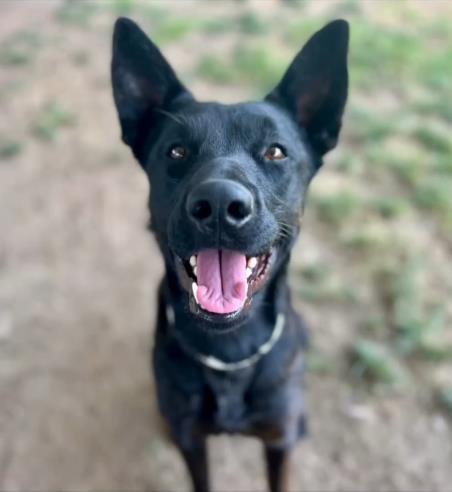 Dog