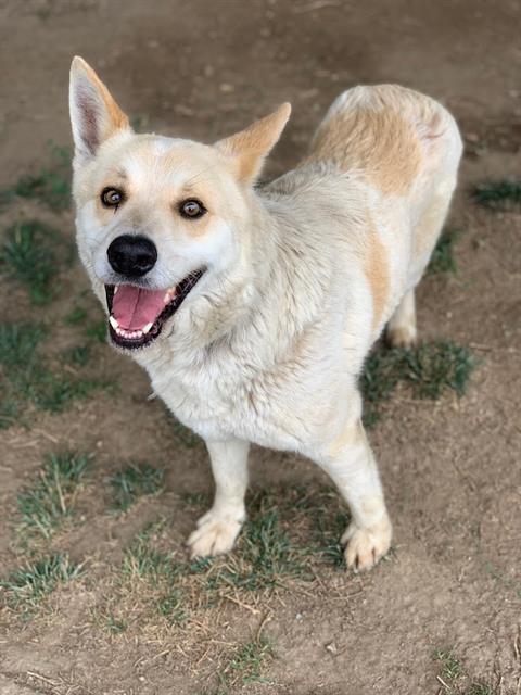 Dog