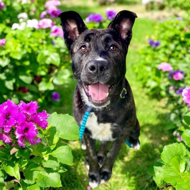 PETUNIA