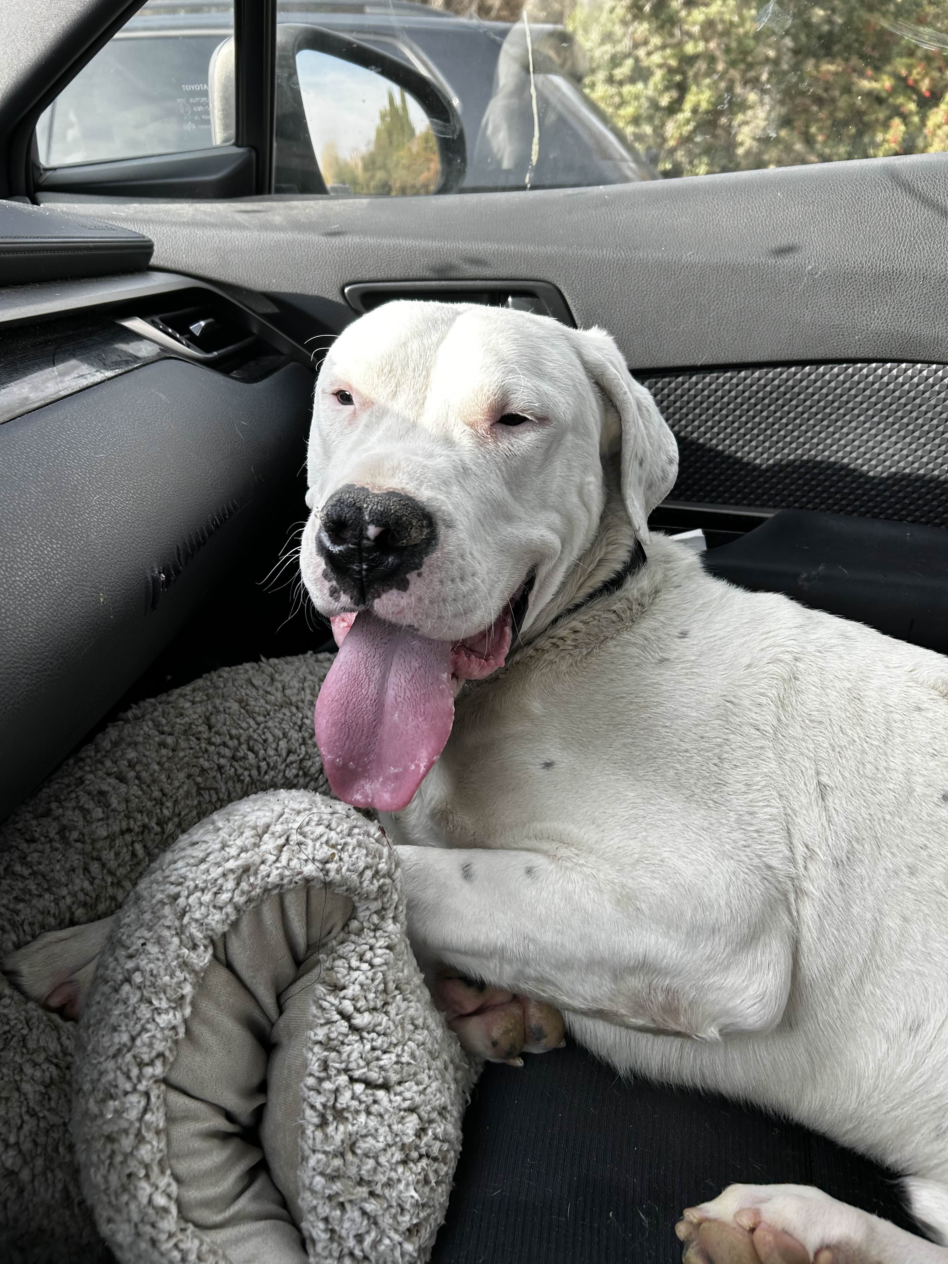 Gaucho, an adoptable Dogo Argentino in Bend, OR, 97701 | Photo Image 2