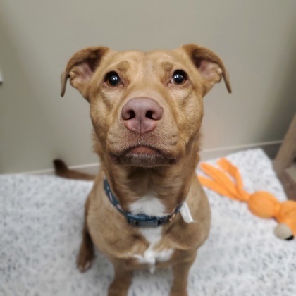 Sadie Sue (in foster)