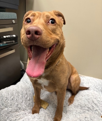 Sadie Sue (in foster)