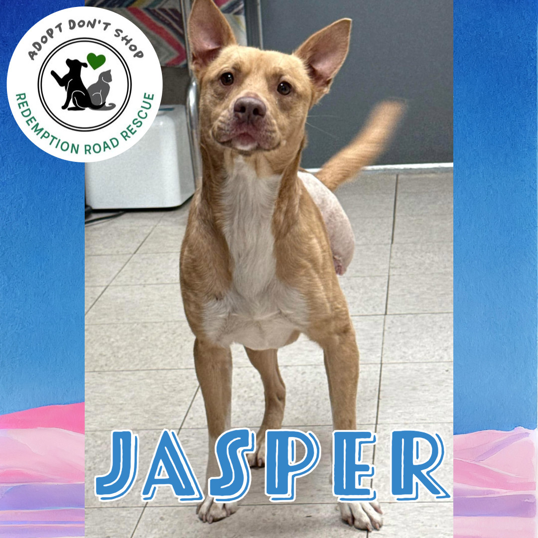Jasper the Tripod *FOSTER NEEDED*