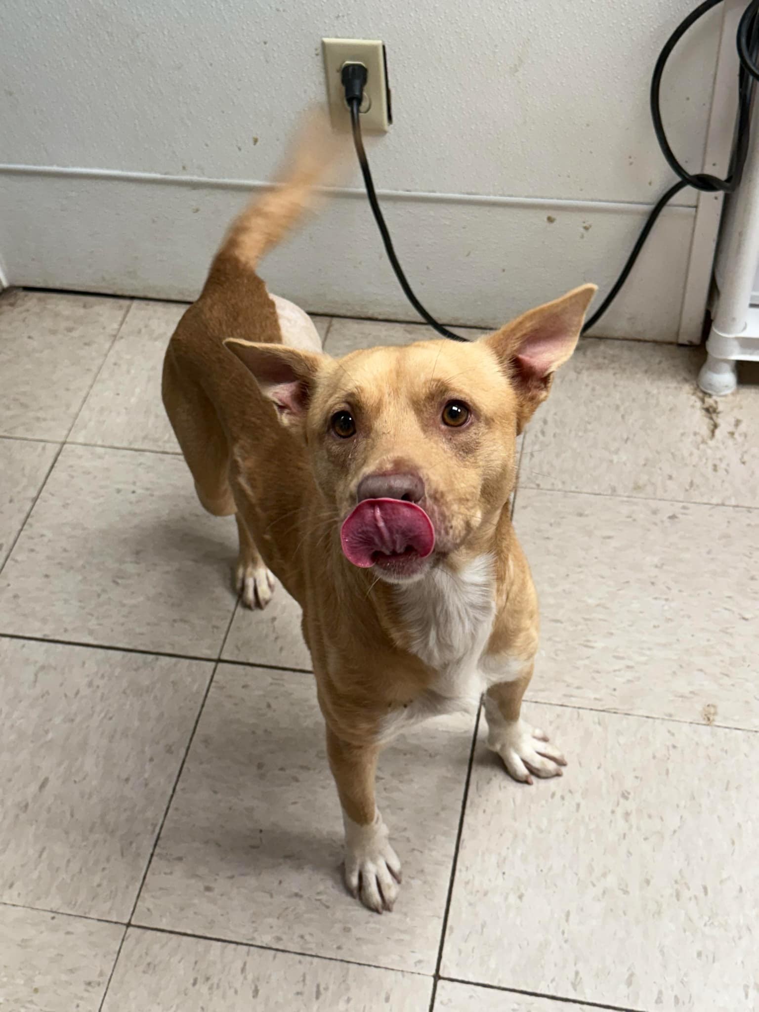 Jasper the Tripod *FOSTER NEEDED*
