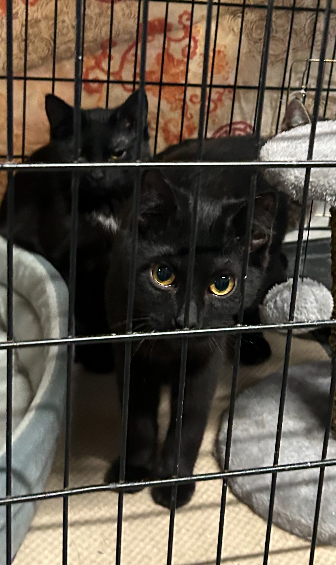 Ronin, an adoptable Domestic Short Hair in Steinbach, MB, R5G 2B2 | Photo Image 1