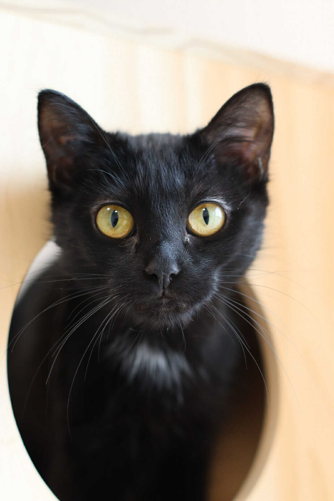 Ronin, an adoptable Domestic Short Hair in Steinbach, MB, R5G 2B2 | Photo Image 1
