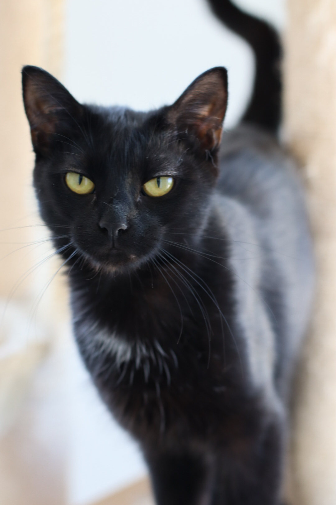 Ronin, an adoptable Domestic Short Hair in Steinbach, MB, R5G 2B2 | Photo Image 1